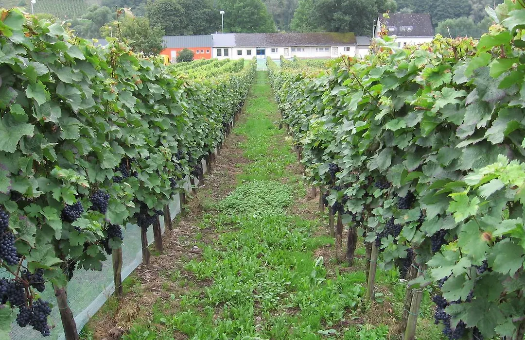 Weingut Day-1
