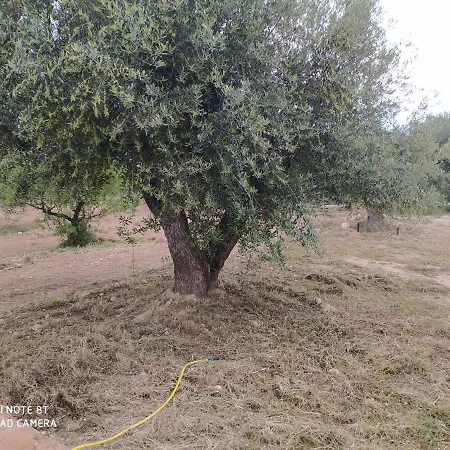 Cortijo Oliveras Moratalla-2