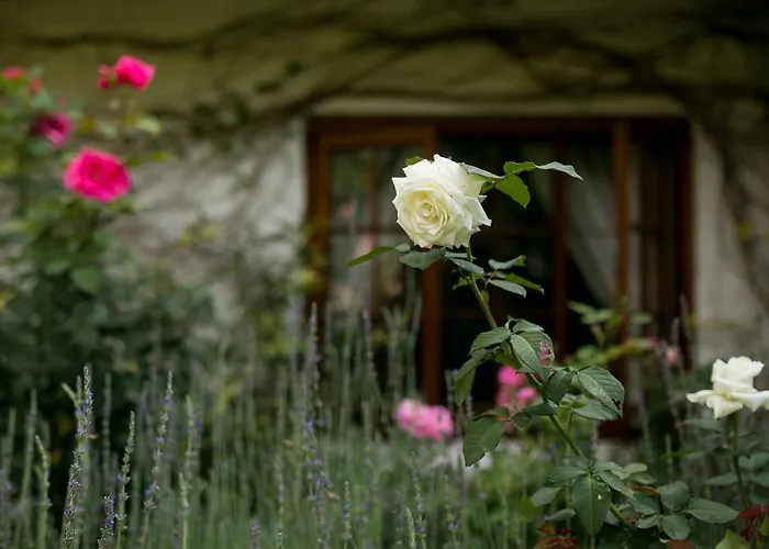 Grace Guest House